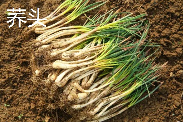 有什么冷门的致富项目，葫芦、荞头等作物值得考虑