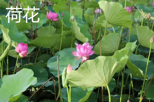 有什么冷门的致富项目，葫芦、荞头等作物值得考虑