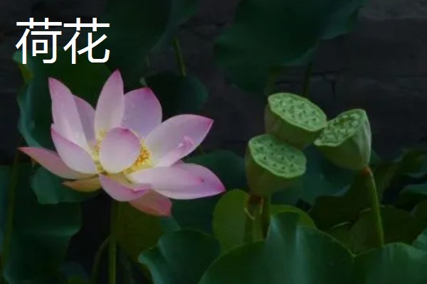 有什么冷门的致富项目，葫芦、荞头等作物值得考虑