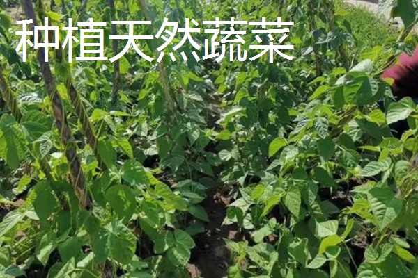 有什么冷门的致富项目，葫芦、荞头等作物值得考虑