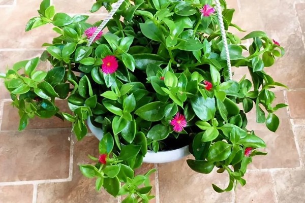 吃牡丹吊兰有哪些禁忌，不能与药同食