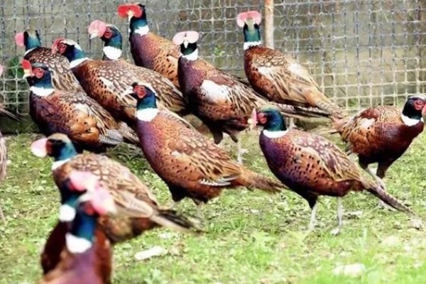 有什么冷门的致富项目，葫芦、荞头等作物值得考虑