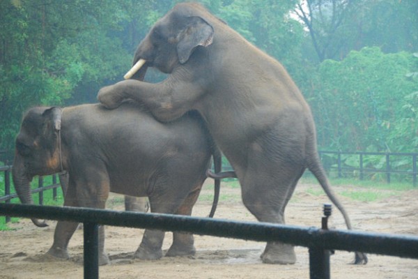 大象的繁殖方法，到了发情期会自行进行交配