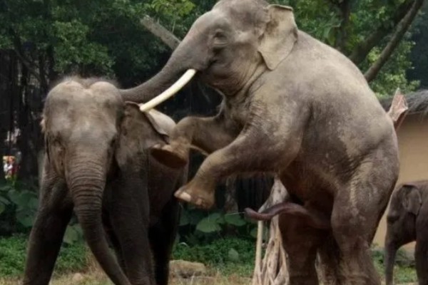 大象的繁殖方法，到了发情期会自行进行交配