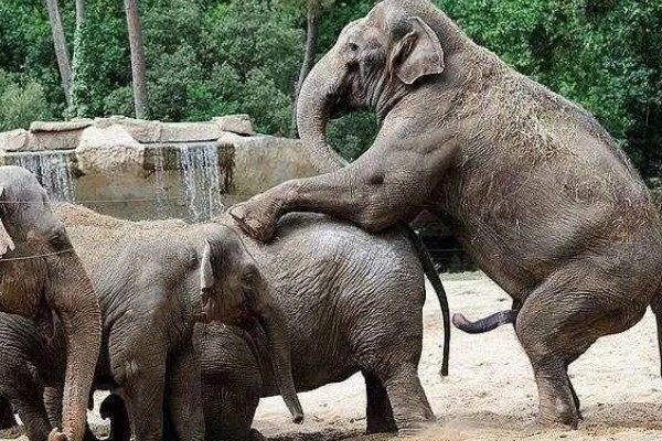 大象的繁殖方法，到了发情期会自行进行交配