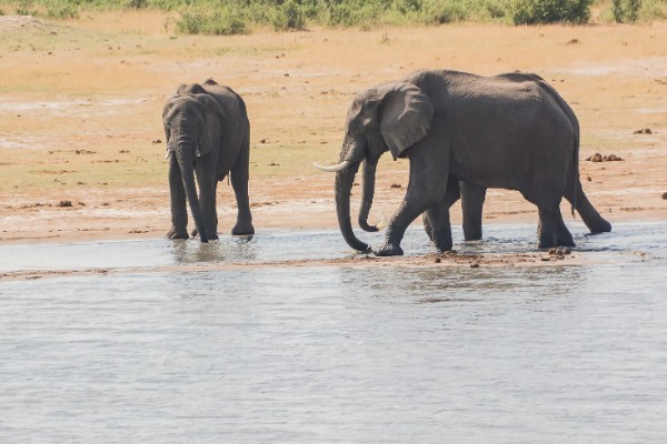 大象的繁殖方法，到了发情期会自行进行交配
