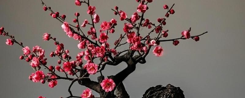 梅花盆景能不能在室内养殖，养在室内可以装饰环境