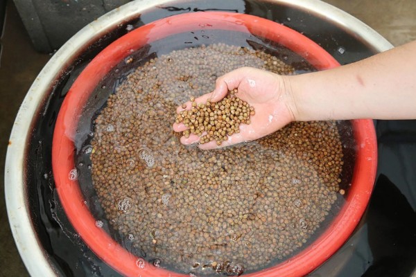 恶霉灵如何使用，可浸种也可拌种