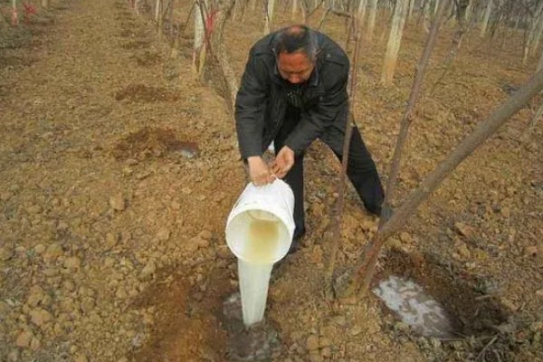 恶霉灵如何使用，可浸种也可拌种