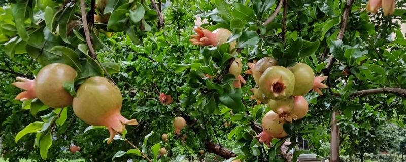 石榴树如何修剪，春季将过长的枝条剪短