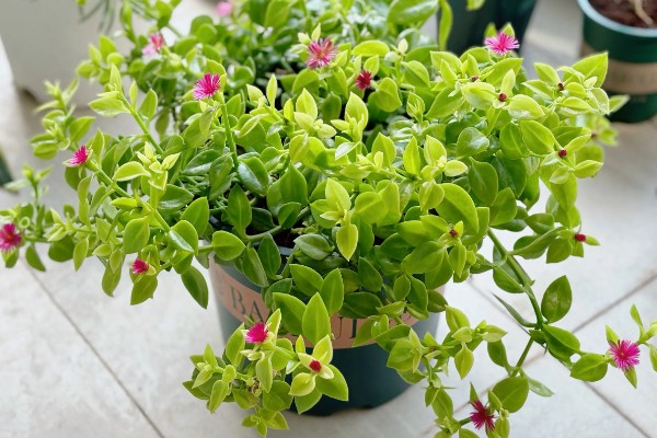 吃牡丹吊兰有哪些禁忌，不能与药同食