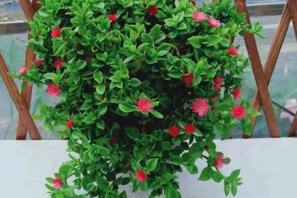 吃牡丹吊兰有哪些禁忌，不能与药同食