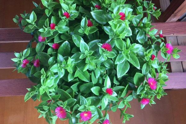 吃牡丹吊兰有哪些禁忌，不能与药同食