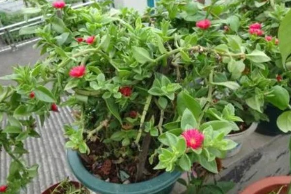 吃牡丹吊兰有哪些禁忌，不能与药同食