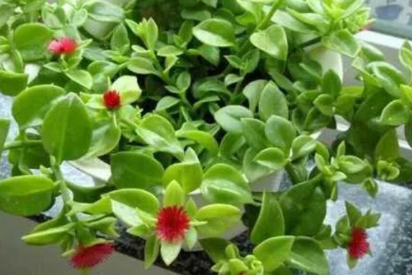 吃牡丹吊兰有哪些禁忌，不能与药同食