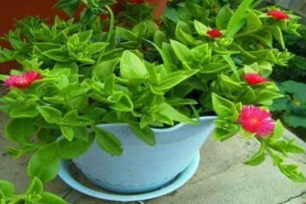 吃牡丹吊兰有哪些禁忌，不能与药同食