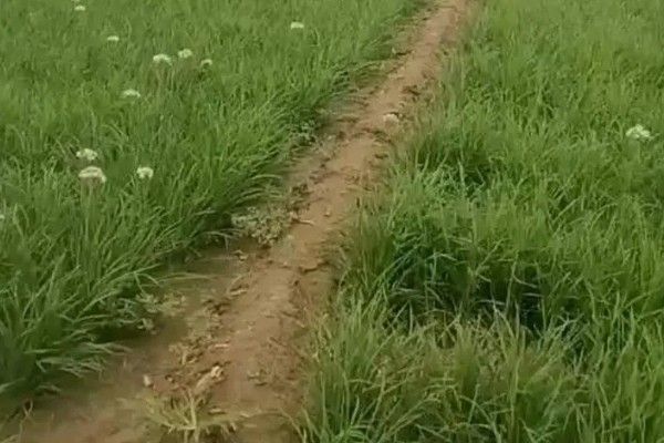 韭菜病虫害的防治方法,发生疫病可喷施甲霜灵等药物