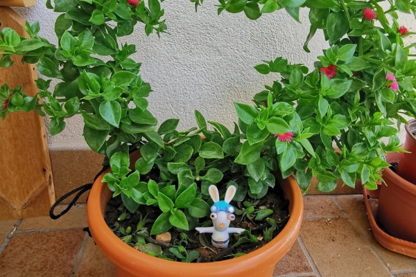 吃牡丹吊兰有哪些禁忌，不能与药同食