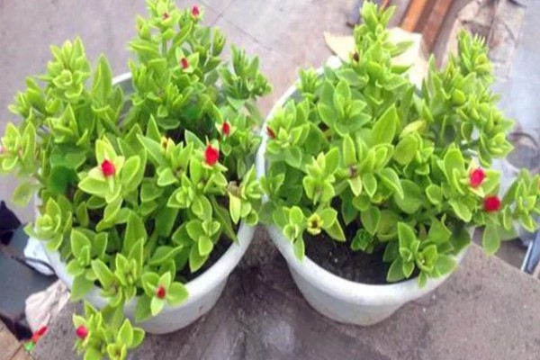 吃牡丹吊兰有哪些禁忌，不能与药同食