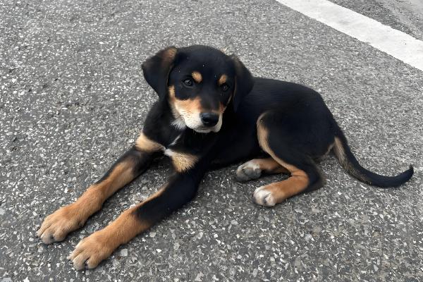狗狗流鼻涕的原因，可能是副鼻窦炎、急性鼻炎所致