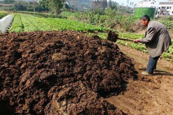 农家肥害虫如何去除，每立方米拌入1公斤辛硫酸