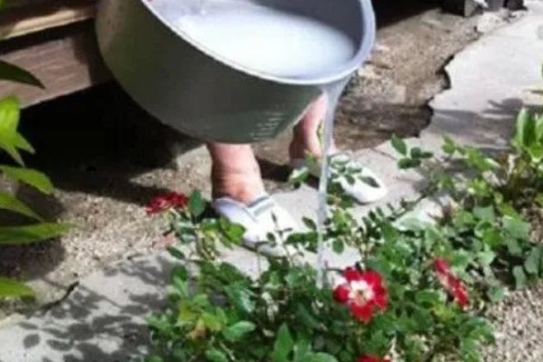 发酵的淘米水能直接浇花吗，不可以直接浇花