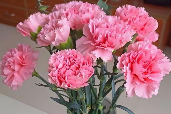 母亲节适合赠送什么花卉,康乃馨、长寿花等品种都是不错的选择