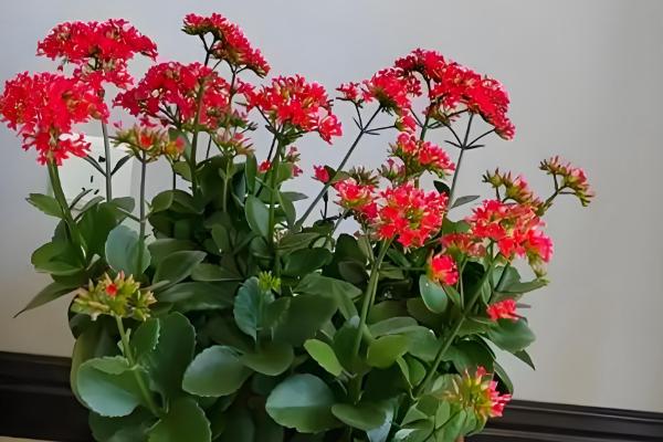 母亲节适合赠送什么花卉,康乃馨、长寿花等品种都是不错的选择