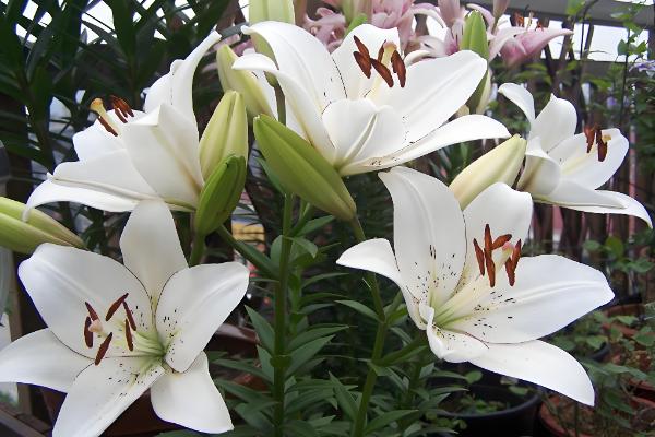 母亲节适合赠送什么花卉,康乃馨、长寿花等品种都是不错的选择