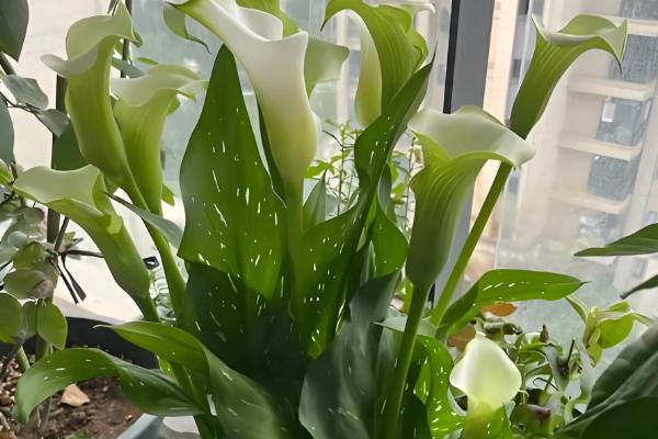 母亲节适合赠送什么花卉,康乃馨、长寿花等品种都是不错的选择