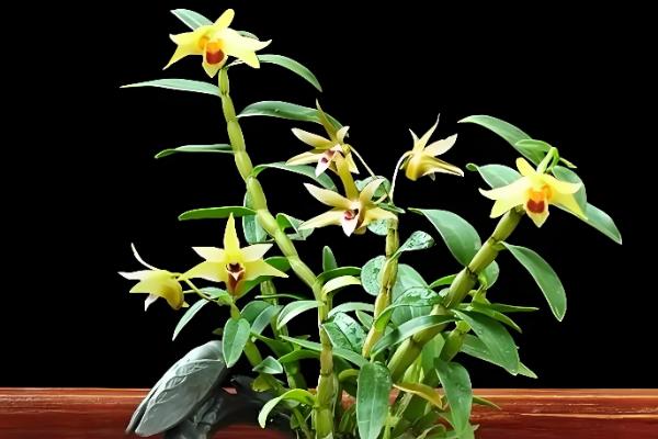 母亲节适合赠送什么花卉,康乃馨、长寿花等品种都是不错的选择