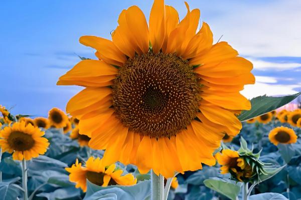 母亲节适合赠送什么花卉,康乃馨、长寿花等品种都是不错的选择