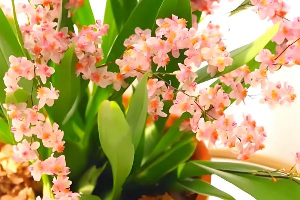 母亲节适合赠送什么花卉,康乃馨、长寿花等品种都是不错的选择