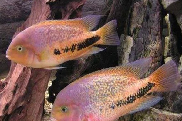 胭脂火口鱼好不好养，饲养难度比较小