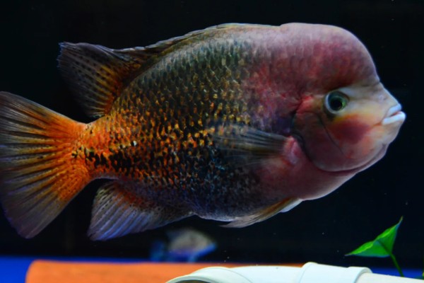 胭脂火口鱼好不好养，饲养难度比较小