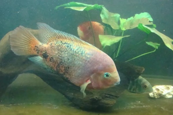 胭脂火口鱼好不好养，饲养难度比较小