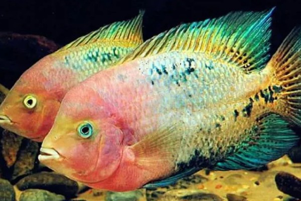 胭脂火口鱼好不好养，饲养难度比较小