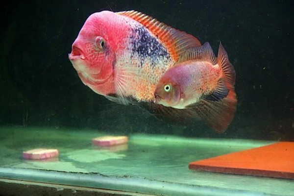 胭脂火口鱼好不好养，饲养难度比较小