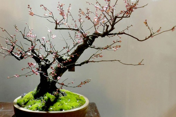 梅花盆景能不能在室内养殖，养在室内可以装饰环境