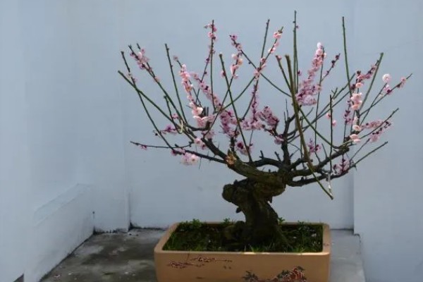 梅花盆景能不能在室内养殖，养在室内可以装饰环境