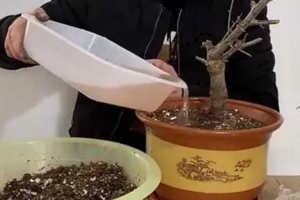 梅花盆景能不能在室内养殖，养在室内可以装饰环境