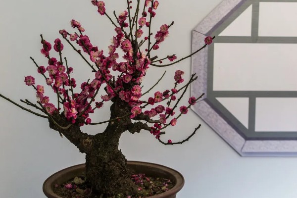 梅花盆景能不能在室内养殖，养在室内可以装饰环境