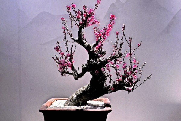 梅花盆景能不能在室内养殖，养在室内可以装饰环境