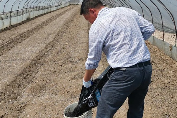 豇豆高产方法，结荚期亩施1000公斤农家肥