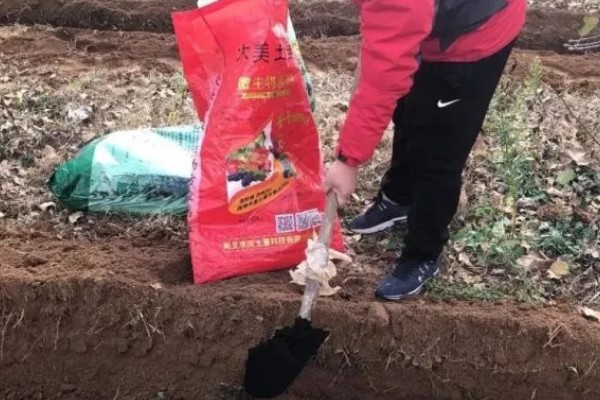 豇豆高产方法，结荚期亩施1000公斤农家肥