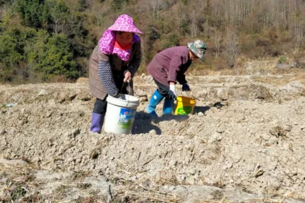 豇豆高产方法，结荚期亩施1000公斤农家肥