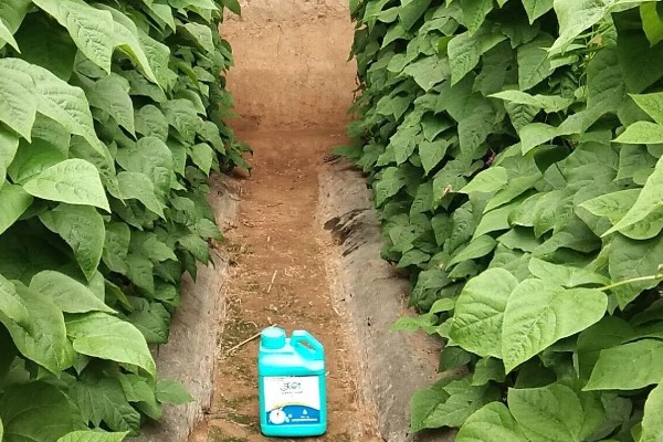 豇豆高产方法，结荚期亩施1000公斤农家肥