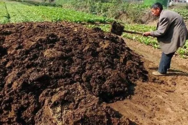 豇豆高产方法，结荚期亩施1000公斤农家肥