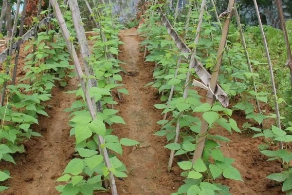 豇豆高产方法，结荚期亩施1000公斤农家肥