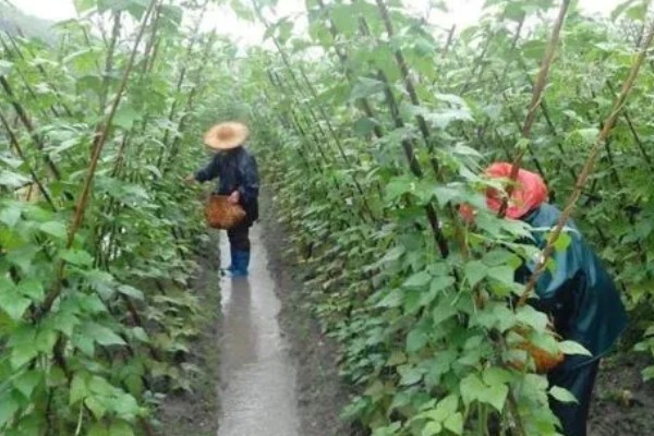 豇豆高产方法，结荚期亩施1000公斤农家肥